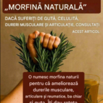 Utilizări ale rozmarinului despre care nu știai – planta aromată cu beneficii surprinzătoare Image 10