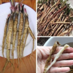 Planta „Miraculoasă” din Online – Adevăr, Mit și Ce Spune Știința Image 12