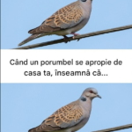 Semnificația prezenței unui porumbel la fereastra ta – coincidență sau mesaj simbolic? Image 12