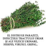 „La plante la plus forte…” — ce este adevărat și ce este exagerare în afirmațiile despre plantele miraculoase Image 14