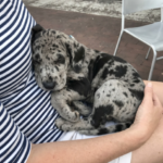 Greutatea Liniștită a Încrederii – Lecții de Viață dintr-un Cățeluș Adormit Image 15