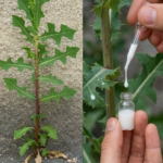 Seva Ascunsă a Plantelor Comune – Mit, Realitate și Valoare Naturală Image 21
