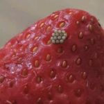Fructe de pădure în apă sărată: ce sunt „chestiile albe” și trebuie aruncate fructele? Image 22