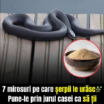 Mirosuri care pot alunga șerpii – ce este mit și ce este realitate Image 30
