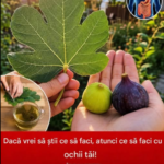 Dacă ai frunze de smochin, ai aur fără să-ți dai seama! Image 35