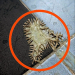 Misterul obiectului găsit în baie – o analiză logică și metodică Image 40