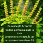 Arborele Vederii – Plantă Simbolică, Tradiții Populare și Interpretări Moderne Image 52