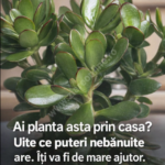 Ai planta asta prin casă? Uite ce „puteri” nebănuite are – Îți poate fi de mare ajutor Image 8