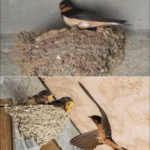 Rândunica de la Casa Ta: Semn, Lege și Respect pentru Natură Image 10