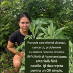 Plante Medicinale Tradiționale și Rolul Lor în Susținerea Sănătății: Ghid Responsabil de Utilizare Image 21