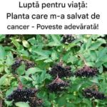 Povestea unui om care a învins cancerul – o rețetă de speranță, curaj și reziliență Image 37
