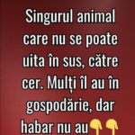 Pasărea din gospodărie care a stârnit un mit surprinzător: adevărul despre animalul care „nu se poate uita în sus” Image 45