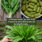 Ștevia – „comoara verde” pe care mulți o aruncă la porci fără să știe cât de benefică este Image 47