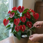 Anthurium înflorește ca un nebun aproape tot timpul anului dacă urmezi 7 reguli simple de îngrijire Image 74