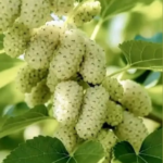 „Nu știu ce fel de fruct este… îl văd pentru prima dată!” – Ghid complet pentru observare, identificare și explorare a fructelor necunoscute 🍈🧠 Image 89