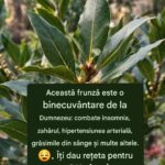 Beneficiile surprinzătoare ale frunzelor de dafin pentru sănătate cf-featured-150
