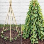 Cultivarea Castraveților pe Spalier: Beneficii și Tehnici Eficiente cf-featured-178
