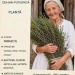 Beneficiile cimbrului: o plantă aromatică cu efecte terapeutice cf-featured-275