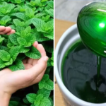 Sirop de mentă cu lămâie: Răcorirea perfectă pentru zilele de vară cf-featured-3