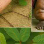 Mimosa pudica: Planta surprinzătoare cu beneficii pentru sănătate cf-featured-57