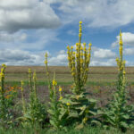 Beneficiile plantei lumânărică pentru sănătate dense-flowered Mullein ( Verbascum densiflorum),Rhineland,Germany