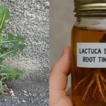 Beneficiile Rădăcinii de Lactuca serriola: Remediul Natural Subestimat cf-featured-107