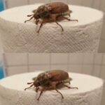 Gândacul de mai: Ce trebuie să știi despre această insectă inofensivă cf-featured-1086