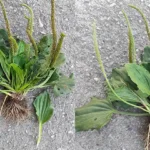 Beneficiile Plantainului cu Frunze Largi pentru Sănătate cf-featured-111