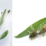 Beneficiile Plantago Lanceolata: Remedii Naturale pentru Sănătate cf-featured-113