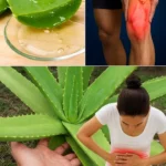Beneficiile Aloe Vera: Soluții Naturale pentru Sănătate cf-featured-117