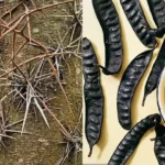 Beneficiile și Utilizările Arborelui de Păducel (Gleditsia triacanthos) cf-featured-120