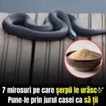 Cum să ții șerpii la distanță folosind arome neplăcute cf-featured-1205