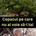 Reglementările privind tăierea nucilor în România: Ce trebuie să știi cf-featured-144