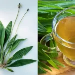 Beneficiile Plantago lanceolata: Remediul Natural pentru Sănătate cf-featured-145