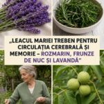 Beneficiile plantelor medicinale: Rozmarin, frunze de nuc și lavandă cf-featured-1564