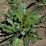 Beneficiile și Utilizările Laptelui Sălbatic (Lactuca virosa) în Medicina Naturală cf-featured-1580