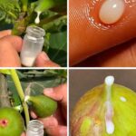 Seva de smochin: Beneficii, utilizări și precauții cf-featured-211