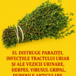 Beneficiile Oregano-ului: O Plante Aromatică cu Proprietăți Sănătoase cf-featured-236