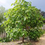Paulownia tomentosa: Mituri și Realități despre Arborele Prințesei cf-featured-260