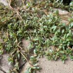Beneficiile nutriționale ale purslane și modalități de consum cf-featured-281