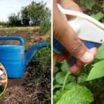 Oțetul de mere: Fungicid natural pentru grădină cf-featured-303