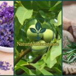 Remedii naturale pentru probleme circulatorii: Plantele lui Maria Treben cf-featured-304