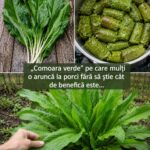 Beneficiile și utilizările ștevia românească în bucătărie cf-featured-31