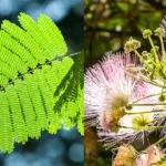 Beneficiile arborelui de mătase (Albizia julibrissin) pentru sănătate cf-featured-48