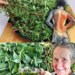 Graviola: O Plantă Tropicală cu Beneficii Remarcabile pentru Sănătate cf-featured-634