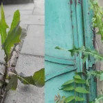 Beneficiile și Utilizările Sucului de Salată Verde: Ghid Complet cf-featured-81