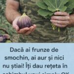 Beneficiile frunzelor de smochin pentru sănătate: un remediu tradițional subevaluat cf-featured-832