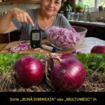 Beneficiile cepei roșii: un superaliment pentru sănătate cf-featured-884