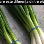 Ghidul complet pentru ceapa verde, ceapa verde și chives: diferențe și utilizări cf-featured-893